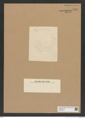 Diatomeae indet. Zeichnungen Sammlung Grunow Nr. 7086 (NHMW-BOT-W0376037)